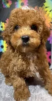 Chuck, a male Poodle - Toy  for sale in Edgar Springs, MO – 1 of 2