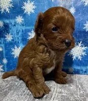 Buddy, a male Cavapoo for sale in Edgar Springs, MO – Photo 2 of 3