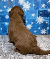 Buddy, a male Cavapoo for sale in Edgar Springs, MO – Photo 3 of 3