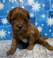 Buddy, a male Cavapoo for sale in Edgar Springs, MO – Photo 1 of 3
