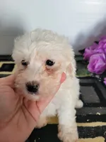Ollie, a male Bichon Frise for sale in Edgar Springs, MO – 3 of 3