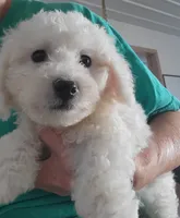 Rascal, a male Bichon Frise for sale in Edgar Springs, MO – 1 of 2