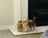 Kiya, a female Yorkshire Terrier for sale in Edgar Springs, MO – 2 of 2