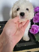 Benji, a male Bichon Frise for sale in Edgar Springs, MO – 1 of 1