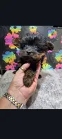 Little bit, a male Yorkipoo for sale in Edgar Springs, MO – 3 of 3