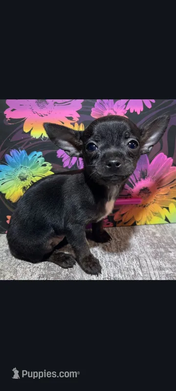 Babe – Chihuahua puppy for sale in Edgar Springs, MO