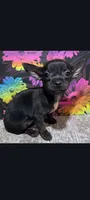 Babe, a female Chihuahua for sale in Edgar Springs, MO – 1 of 4
