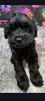 Fancy, a female Yorkipoo for sale in Edgar Springs, MO – 3 of 3