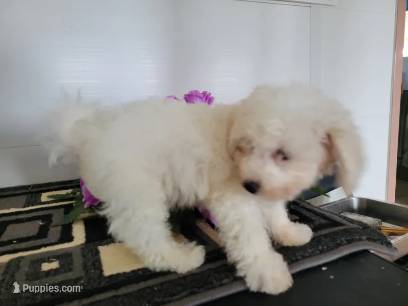 Ollie – Bichon Frise puppy for sale in Edgar Springs, MO