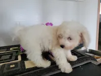 Ollie, a male Bichon Frise for sale in Edgar Springs, MO – 2 of 3