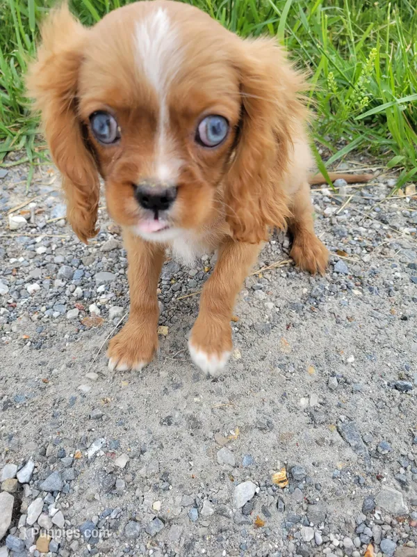 Clay, a male Cavalier King Charles Spaniel for sale in Edgar Springs, MO – Photo 1 of 1