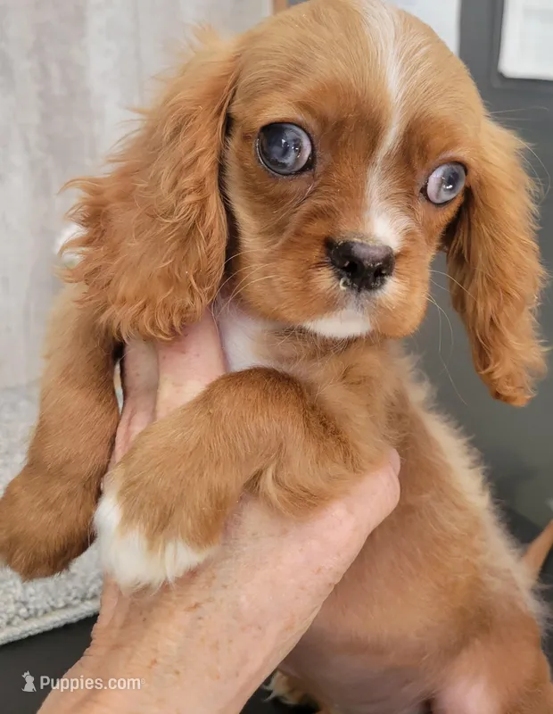 Clay – Cavalier King Charles Spaniel puppy for sale in Edgar Springs, MO