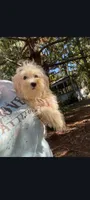 Ziggy, a male Maltese for sale in Edgar Springs, MO – 2 of 2