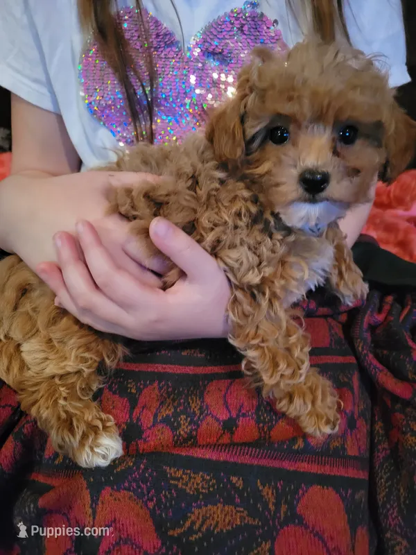 Queenie – Poodle - Toy  puppy for sale in Edgar Springs, MO