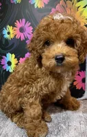 Chuck, a male Poodle - Toy  for sale in Edgar Springs, MO – 2 of 2