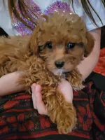 Queenie, a female Poodle - Toy  for sale in Edgar Springs, MO – 3 of 3