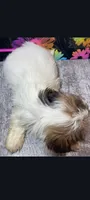 Zimara, a female Shih Tzu for sale in Edgar Springs, MO – 2 of 3