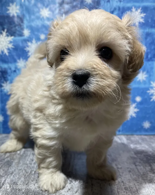 Lilly – Maltipoo puppy for sale in Edgar Springs, MO