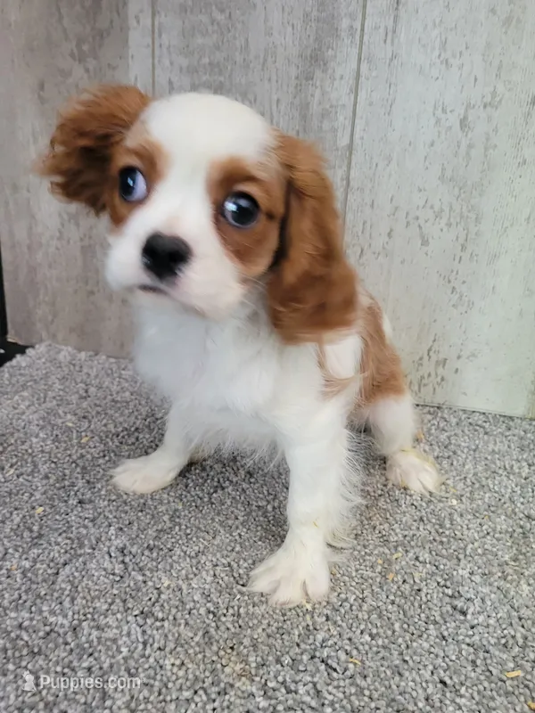 Floppy – Cavalier King Charles Spaniel puppy for sale in Edgar Springs, MO