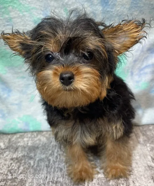 Chica – Yorkshire Terrier puppy for sale in Edgar Springs, MO