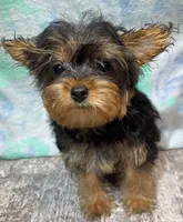 Chica, a female Yorkshire Terrier for sale in Edgar Springs, MO – 1 of 1