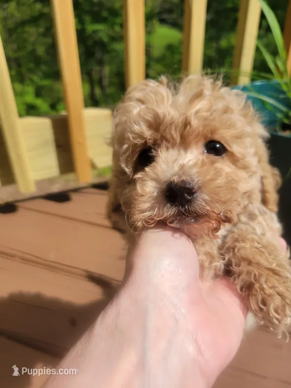 Scoobs , a male Bichpoo for sale in Edgar Springs, MO – Photo 1 of 1