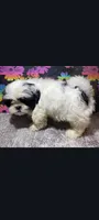 Bandit , a male Shih Tzu for sale in Edgar Springs, MO – 2 of 3