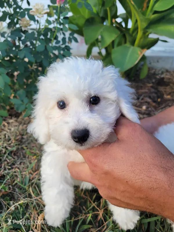 Rascal – Bichon Frise puppy for sale in Edgar Springs, MO