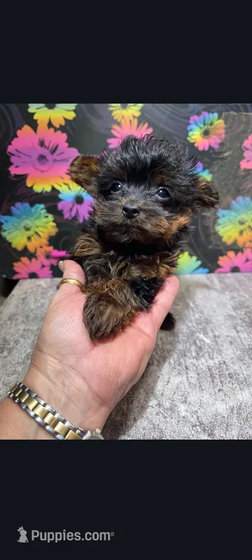 Little bit – Yorkipoo puppy for sale in Edgar Springs, MO