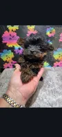 Little bit, a male Yorkipoo for sale in Edgar Springs, MO – 1 of 3