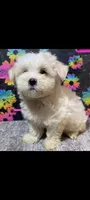 Reggie, a male Maltese for sale in Edgar Springs, MO – 1 of 1