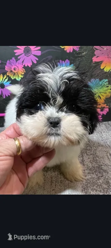 Sassy – Shih Tzu puppy for sale in Edgar Springs, MO