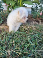 Jake, a male Bichon Frise for sale in Edgar Springs, MO – 2 of 5