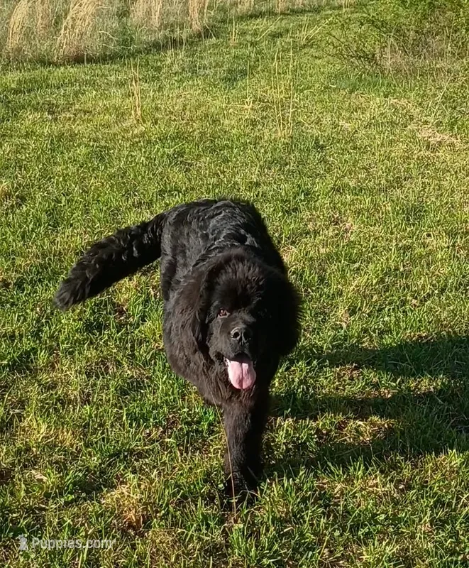 🧸"Teddy"🧸 – Newfoundland puppy for sale in Elizabethtown, KY