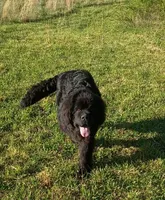 🧸"Teddy"🧸, a male Newfoundland for sale in Elizabethtown, KY – 1 of 7