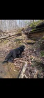 🧸"Teddy"🧸, a male Newfoundland for sale in Elizabethtown, KY – 4 of 7