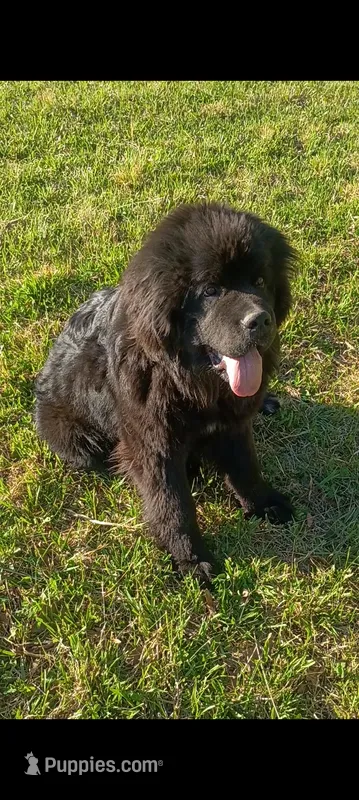 "Teddy" – Newfoundland puppy for sale in Elizabethtown, KY