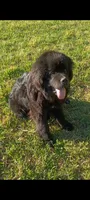 🧸"Teddy"🧸, a male Newfoundland for sale in Elizabethtown, KY – 2 of 7