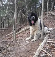 🧸"Teddy"🧸, a male Newfoundland for sale in Elizabethtown, KY – 6 of 7