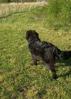 🧸"Teddy"🧸, a male Newfoundland for sale in Elizabethtown, KY – 3 of 7