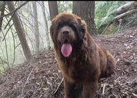 🧸"Teddy"🧸, a male Newfoundland for sale in Elizabethtown, KY – 5 of 7
