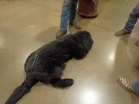 ✌️Ozzy (started puppy), a male Newfoundland for sale in Elizabethtown, KY – Photo 7 of 10