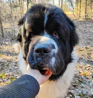 ✌️Ozzy (started puppy), a male Newfoundland for sale in Elizabethtown, KY – Photo 8 of 10