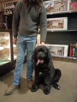 ✌️Ozzy (started puppy), a male Newfoundland for sale in Elizabethtown, KY – Photo 5 of 10