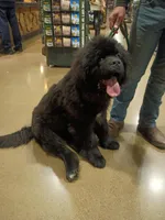 ✌️Ozzy (started puppy), a male Newfoundland for sale in Elizabethtown, KY – Photo 4 of 10