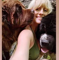 ✌️Ozzy (started puppy), a male Newfoundland for sale in Elizabethtown, KY – Photo 10 of 10