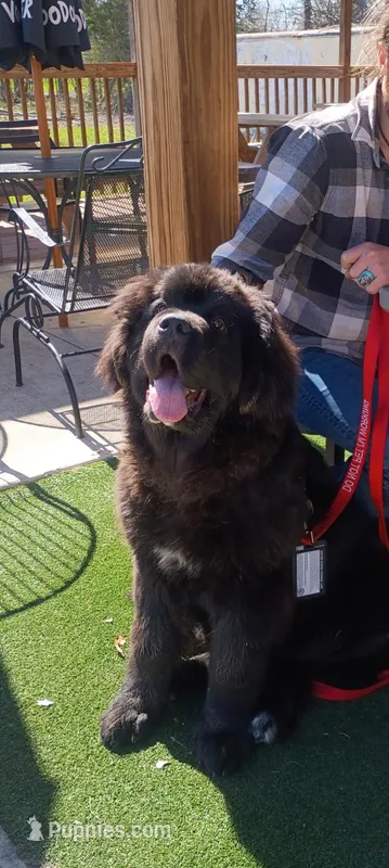 ✌️Ozzy (started puppy) – Newfoundland puppy for sale in Elizabethtown, KY