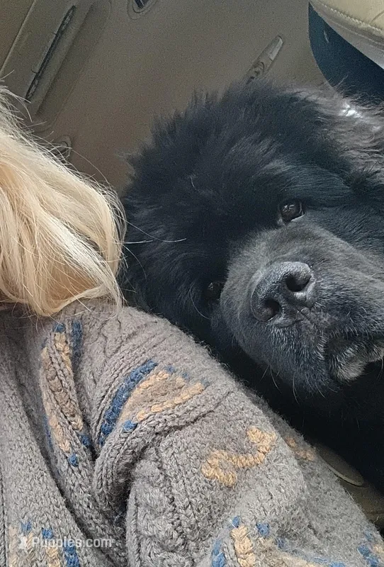 ✌️Ozzy (started puppy)