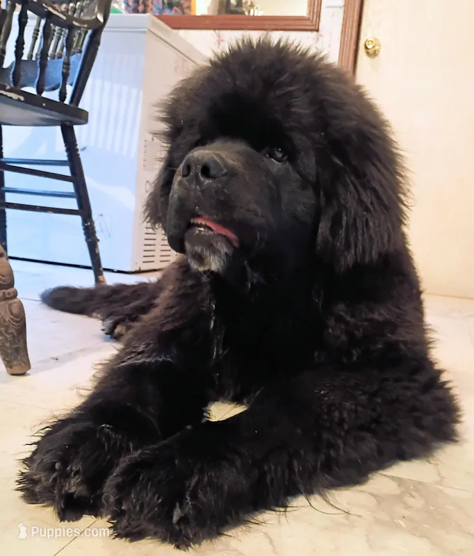 ✌️Ozzy (started puppy)