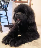 ✌️Ozzy (started puppy), a male Newfoundland for sale in Elizabethtown, KY – Photo 1 of 10